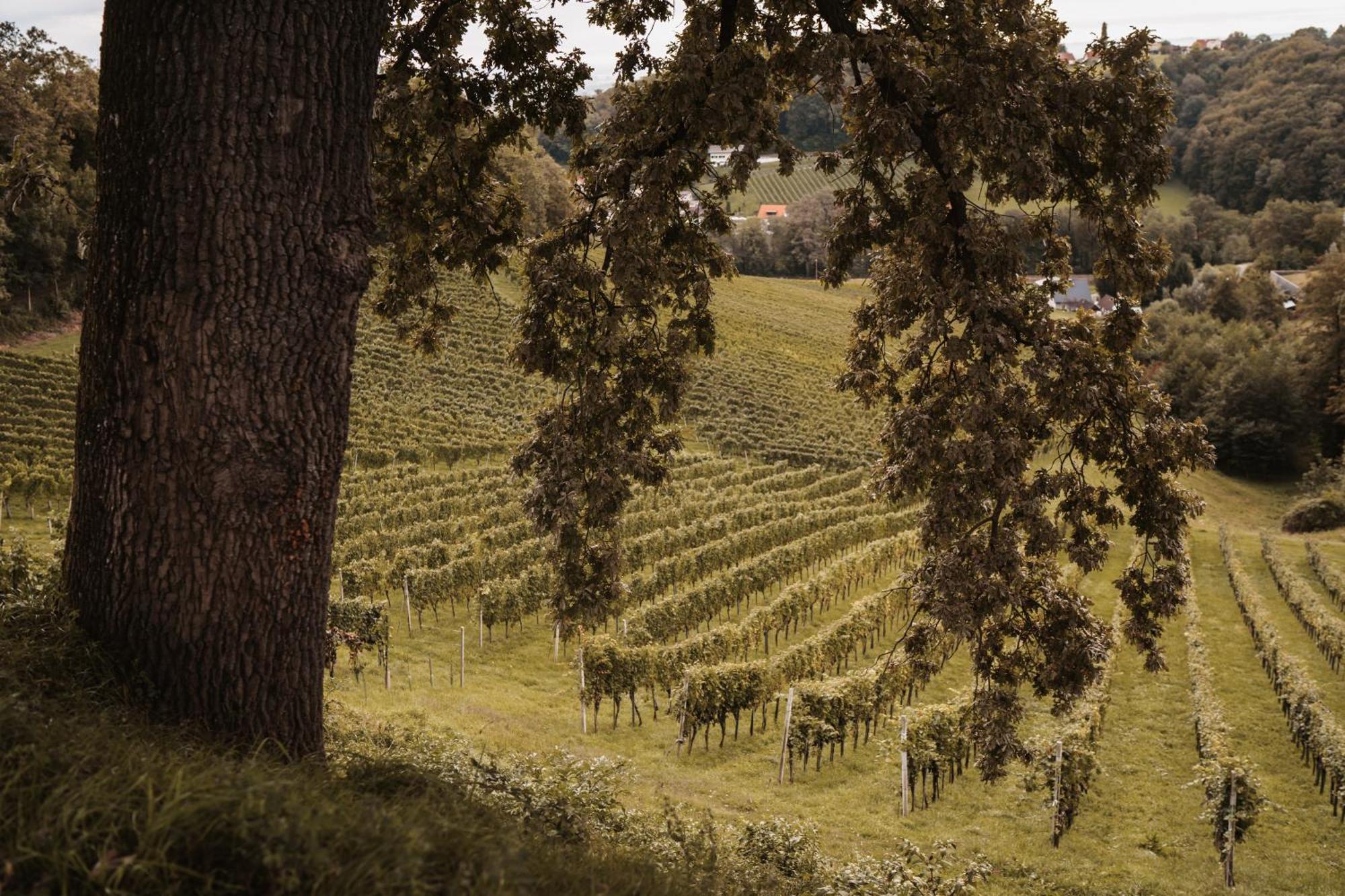 Weingut Assigal Villa Leibnitz Kültér fotó