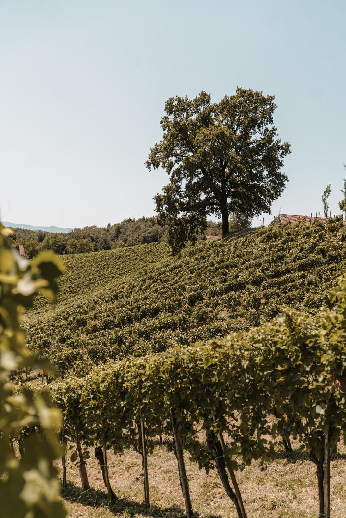 Weingut Assigal Villa Leibnitz Kültér fotó